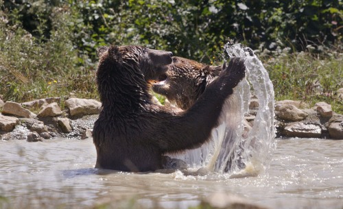 World Animal Day-European Brown Bear